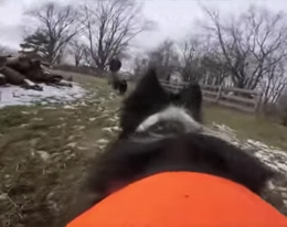 Goose Control Dogs - Dayton Ohio | Stalk & Awe Geese Management - goose-control-dogs